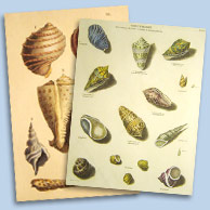 Diving prints
